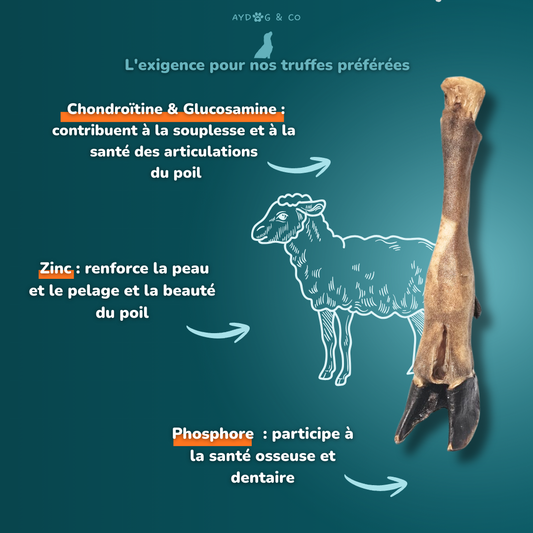 Patte d'agneau- friandises pour chien