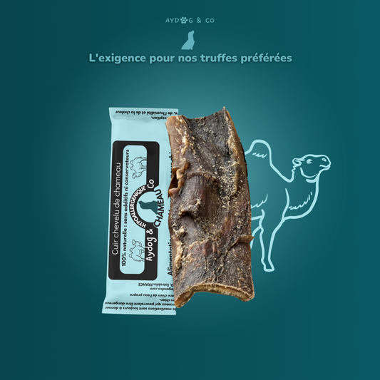 Cuir chevelu de chameau - Friandises pour chien