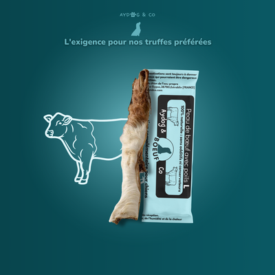 Peau de bœuf avec poils (longue)  - Friandises pour chien