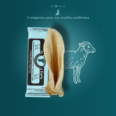 Oreilles d'agneau avec poils - Friandises pour chien