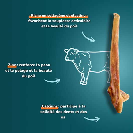 Cuir chevelu de bœuf long - Friandises pour chien