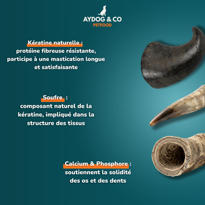 Corne [Précommande]