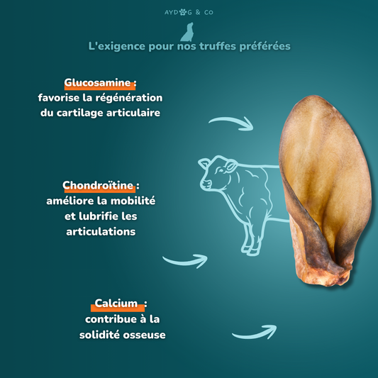 Oreille de boeuf  - Friandises pour chien