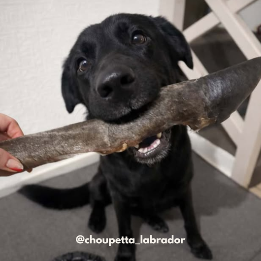 Deer foot with hair - Dog treats