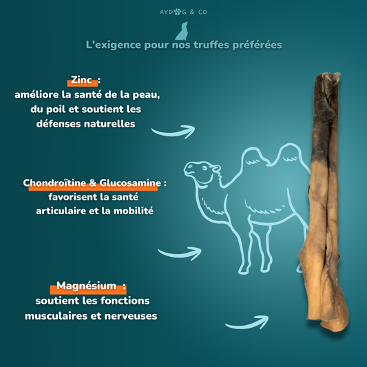 Peau de chameau (L) - Friandises pour chien