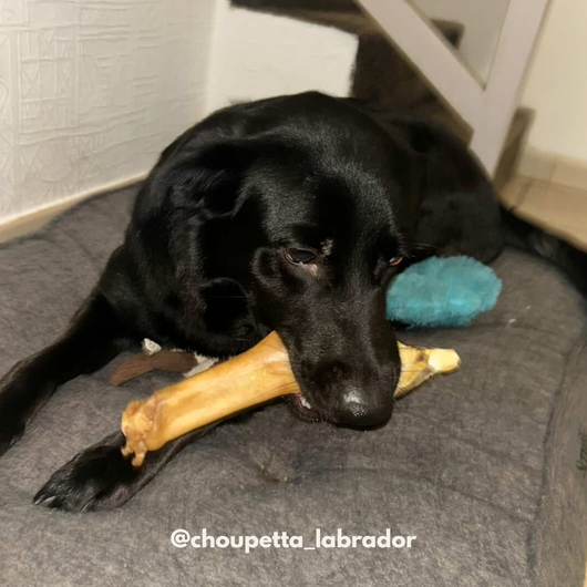 Patte d'agneau- friandises pour chien