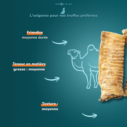 Trachée de chameau - Friandises pour chien