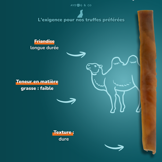 Camel hide (L) - Dog treats