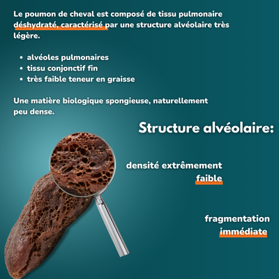 Poumon de cheval - friandises pour chien