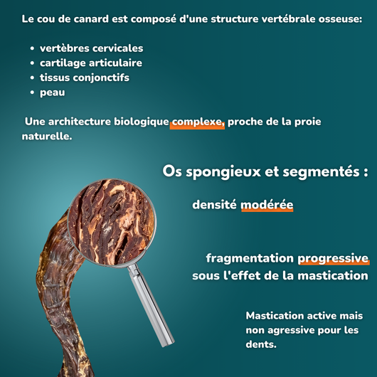 Cou de canard - Friandises pour chien