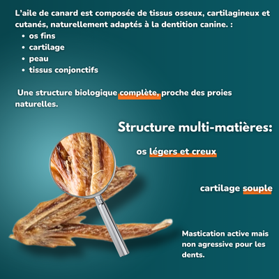 Aile de canard - Friandises pour chien