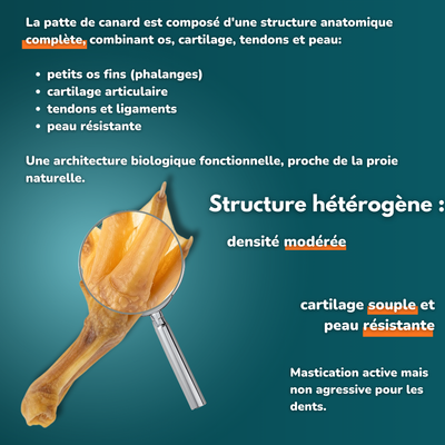 Patte de canard - Friandises pour chien