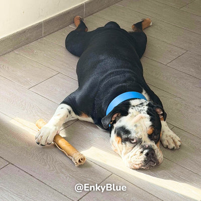 Rolled beef cheek 30cm - Dog treats