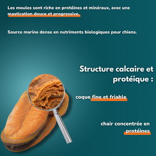 Moules déshydratées - friandises pour chien