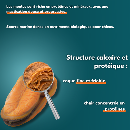 Moules déshydratées - friandises pour chien