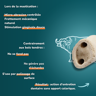 Noyau de corne de buffle