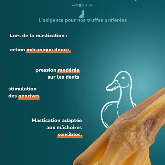 Patte de canard - Friandises pour chien
