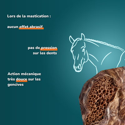 Poumon de cheval - friandises pour chien