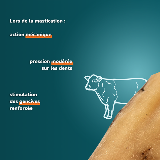 Short-haired beef - Dog treats