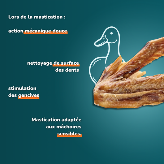 Aile de canard - Friandises pour chien