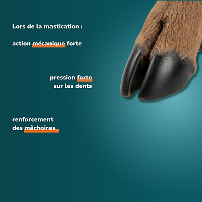 Deer foot with hair - Dog treats