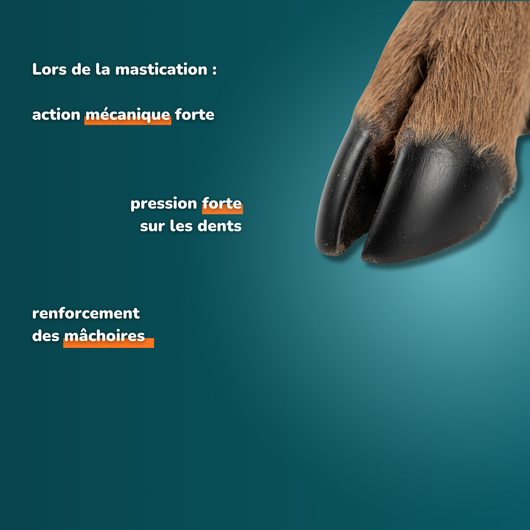 Deer foot with hair - Dog treats