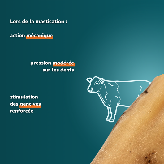 Cuir chevelu de bœuf long - Friandises pour chien