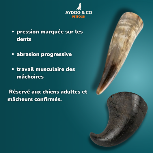 Corne [Précommande]