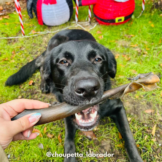 Camel hide (L) - Dog treats