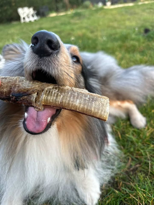 Calendario dell'avvento personalizzato per cani