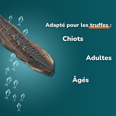 Catfish Skin - Dog Treats