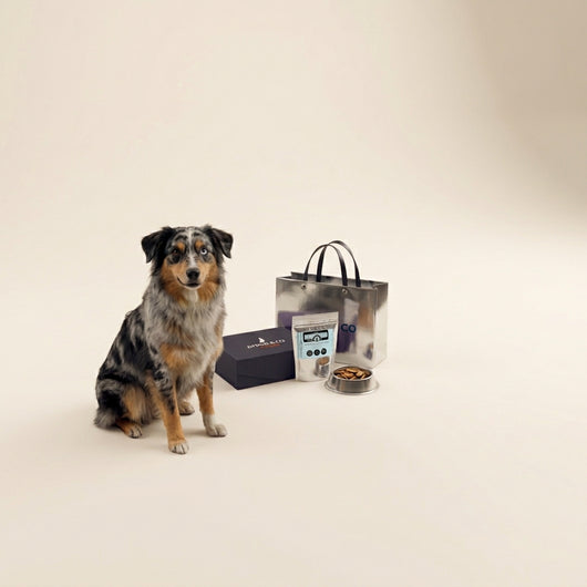 Calendrier de l'avent premium pour chiens - Friandises et mastications
