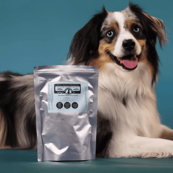 Moyen gabarit (12-25kg : Berger australien)