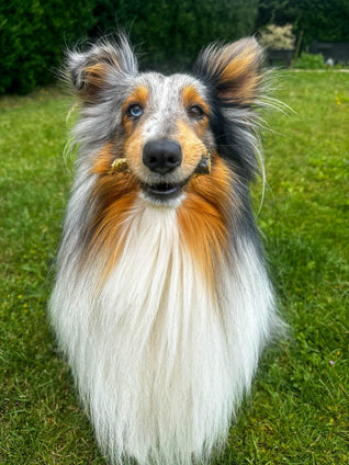 Morceaux de peaux de saumon avec chair  - Friandises pour chien