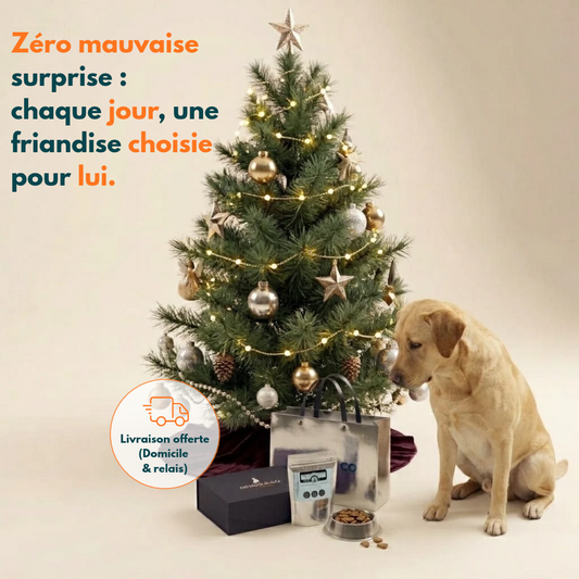 Calendario de adviento personalizado para perros