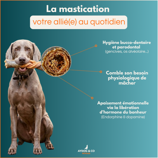 Aile de canard - Friandises pour chien